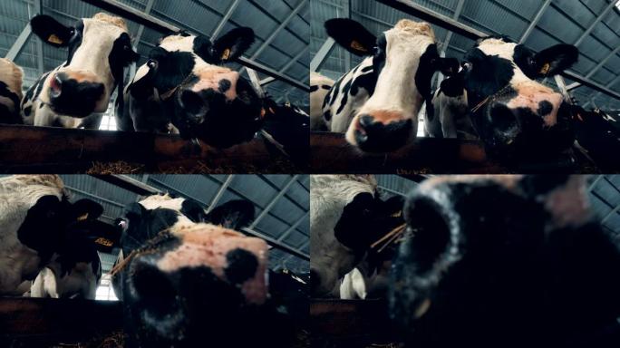 cow的nebs对相机感到好奇的特写镜头