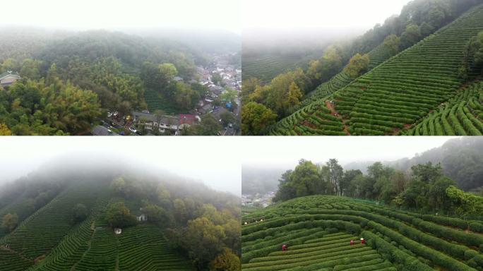 杭州西湖龙井茶园 雨雾萦绕