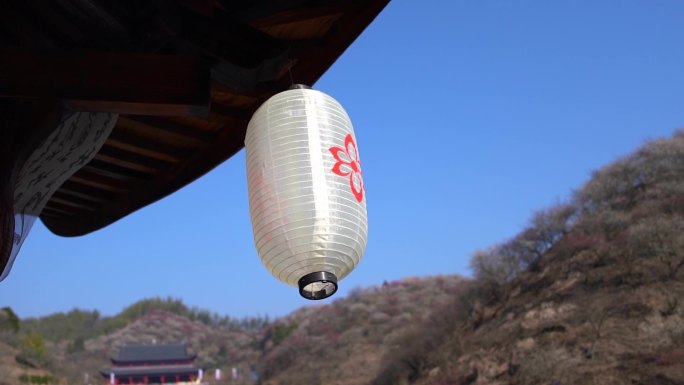 湖州春日梅花梅园铁佛寺近景