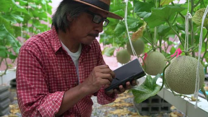 高级退休园丁用智能手机在花园里检查和记录他收获的蔬菜。