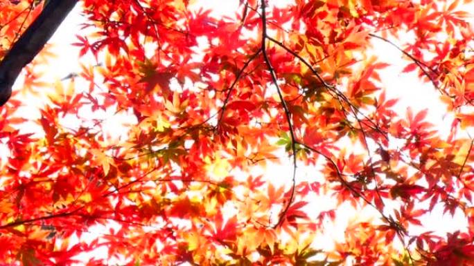 日本秋叶染红秋意浓立秋枫叶摇摆的枫叶