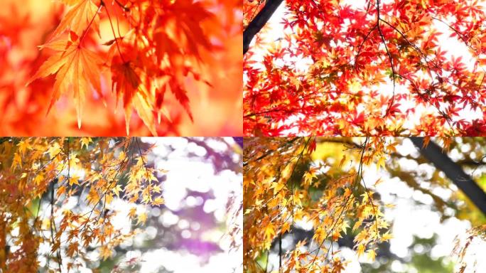 日本秋叶染红秋意浓立秋枫叶摇摆的枫叶