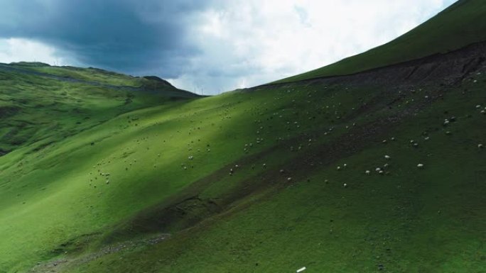 在高原草原上放牧的羊群