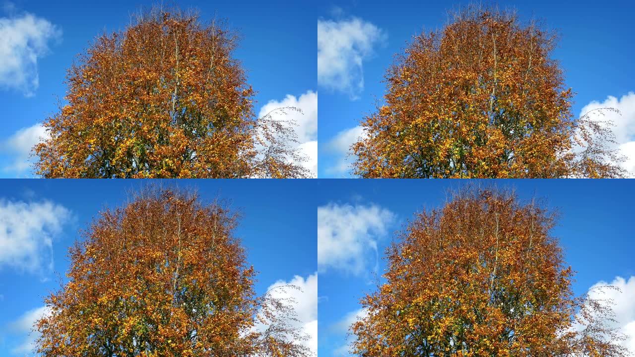 秋天阳光明媚的大橙树