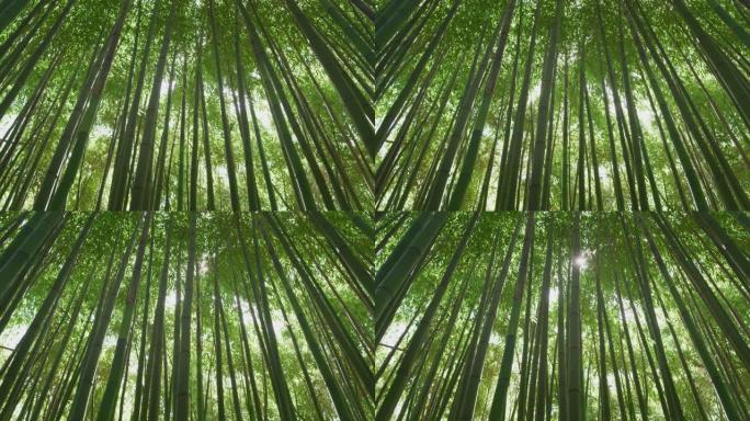 风景竹林用作可再生可持续能源的俯视图