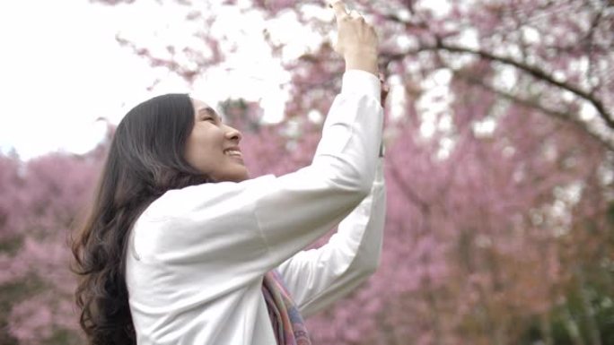 日本亚洲女性在智能手机上拍摄樱花