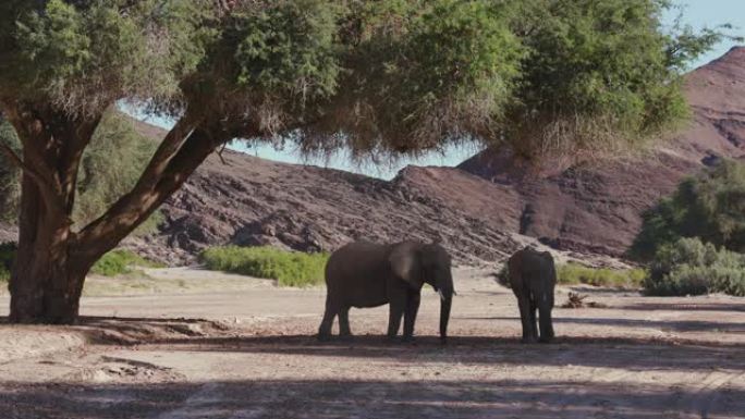 在纳米比亚纳米布沙漠的Hoanib山谷觅食的两只沙漠大象的4k视图