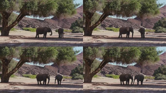 在纳米比亚纳米布沙漠的Hoanib山谷觅食的两只沙漠大象的4k视图