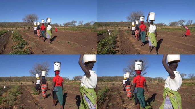 妇女平衡塑料容器中的水，用手将蔬菜浇水，这些蔬菜在津巴布韦的社区花园中生长