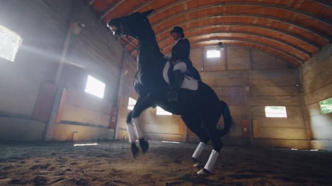 穿着专业服装的年轻男性马术大师的电影慢动作正在骑马大厅练习赛马和盛装舞步比赛