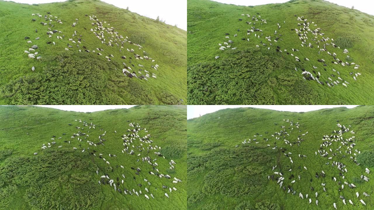 在美丽的山景背景上的羊群上方飞行