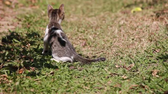 小猫看着并跟随蝴蝶影子在后院户外草地上飞翔