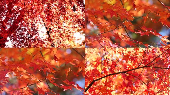 日本秋叶染红红枫叶秋天秋季枫叶黄了