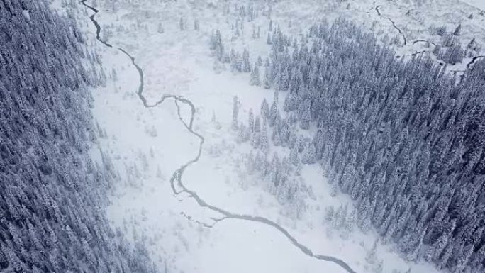 冬季松林下雪的鸟瞰图