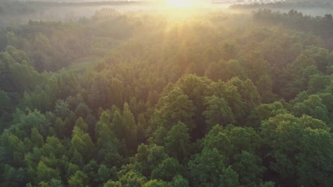 清晨鸟瞰春天的绿色森林。日出时飞越绿树森林。早晨的阳光和雾。高质量镜头，4K