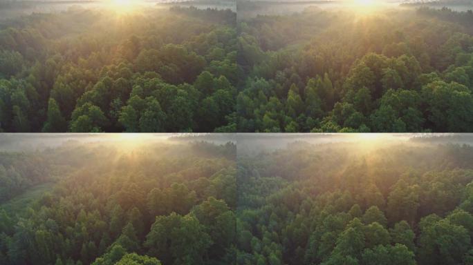 清晨鸟瞰春天的绿色森林。日出时飞越绿树森林。早晨的阳光和雾。高质量镜头，4K