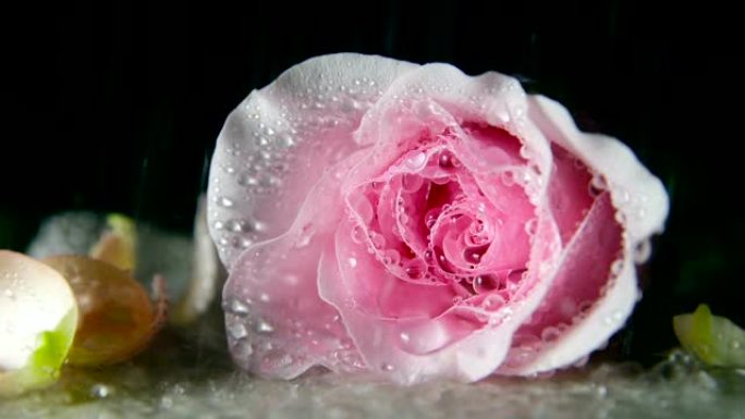 雨落在玫瑰上雨落在玫瑰