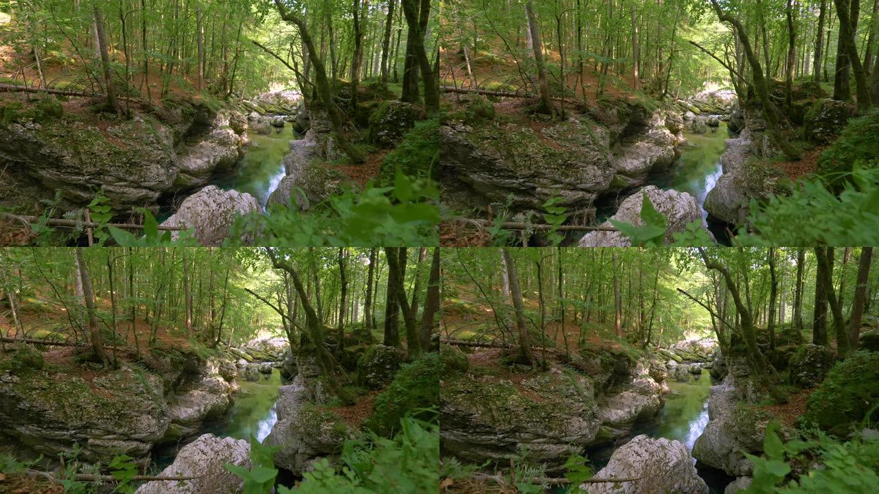 特写，dop: 华丽的河流流经斯洛文尼亚的宁静森林