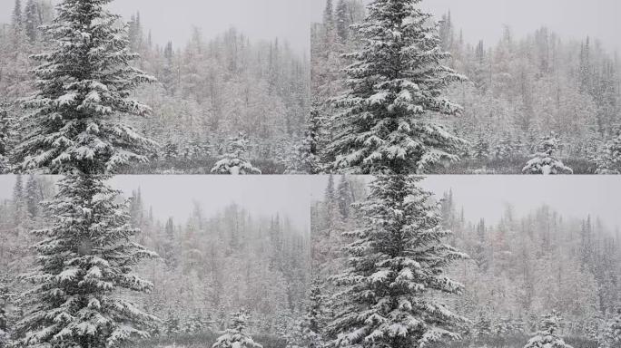 冬季降雪的松树林雪林雪景冰天雪地