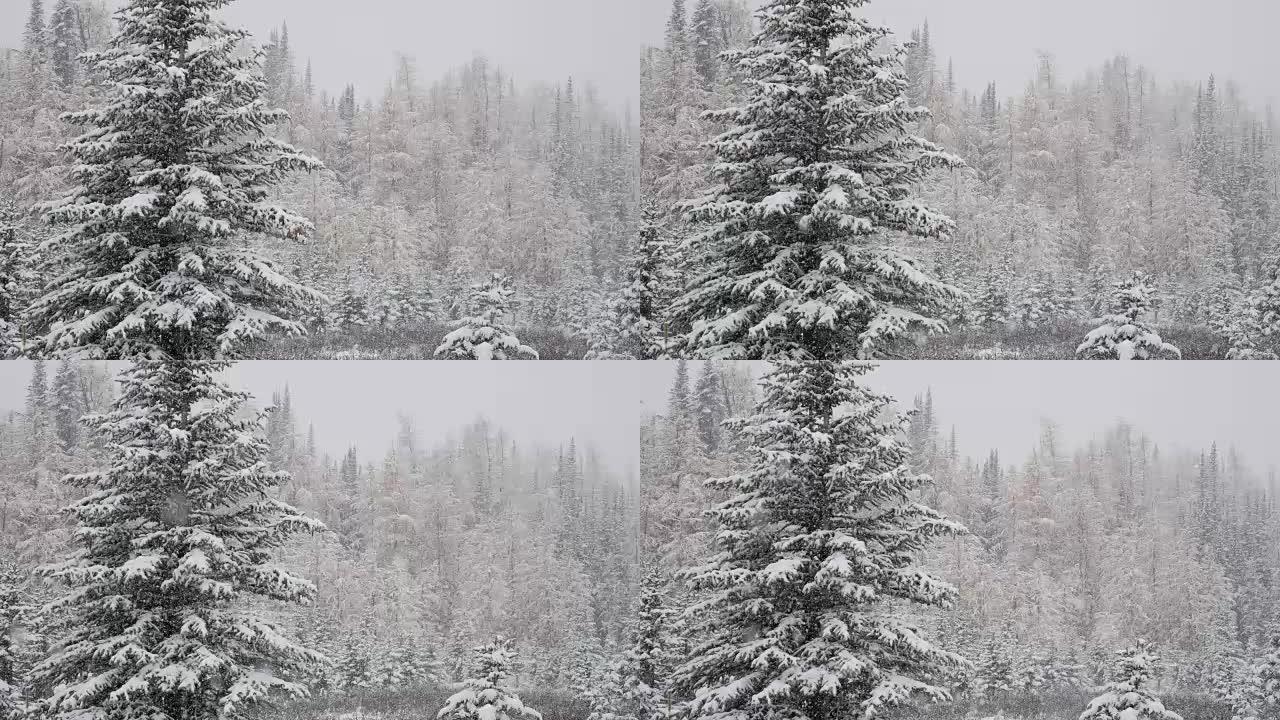 冬季降雪的松树林雪林雪景冰天雪地