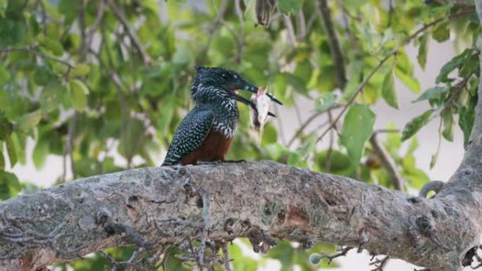 一只巨大的翠鸟的特写镜头，喙上有一条小鱼，将它撞在树枝上，津巴布韦Gonarezhou国家公园