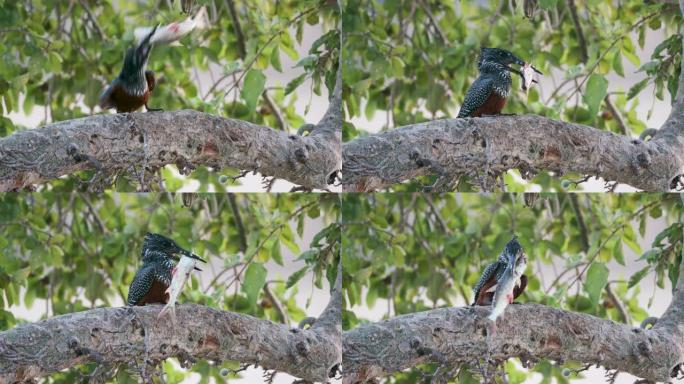 一只巨大的翠鸟的特写镜头，喙上有一条小鱼，将它撞在树枝上，津巴布韦Gonarezhou国家公园