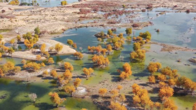 新疆鸟瞰图地区树木植被