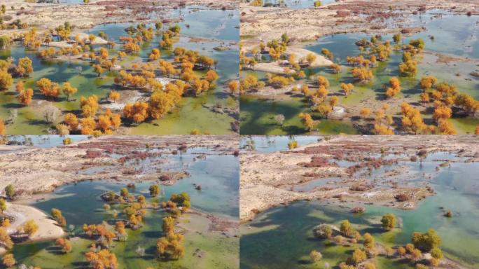 新疆鸟瞰图地区树木植被