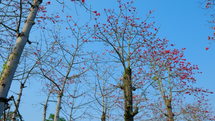 广州市花 木棉花 春暖花开