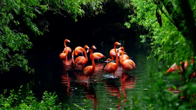 一群粉红色的火烈鸟站在地上的白湖岸边。树荫下一条腿上的粉红色火烈鸟。