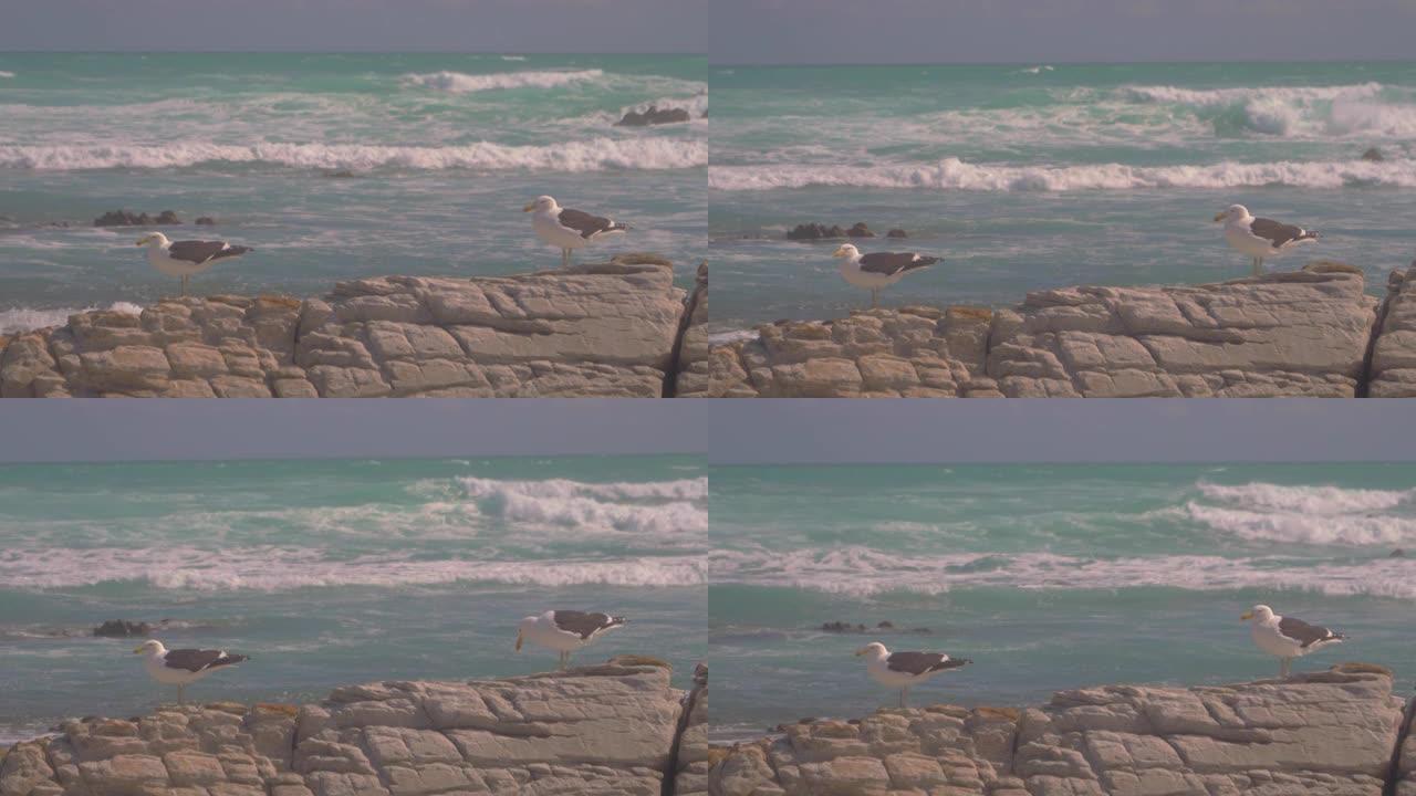 海鸥坐在岩石上，背景是大海