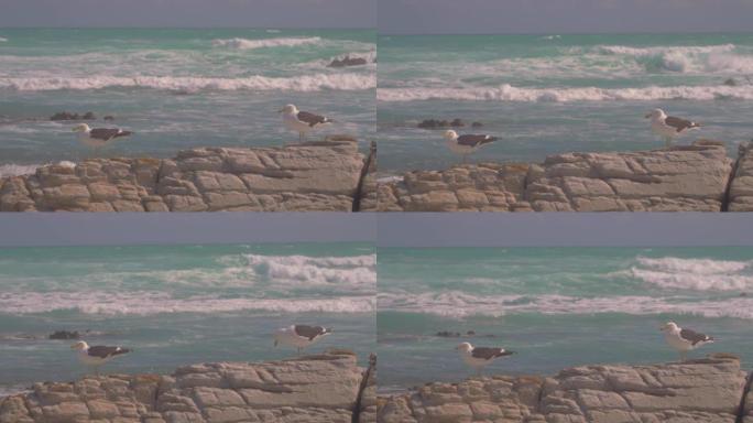 海鸥坐在岩石上，背景是大海