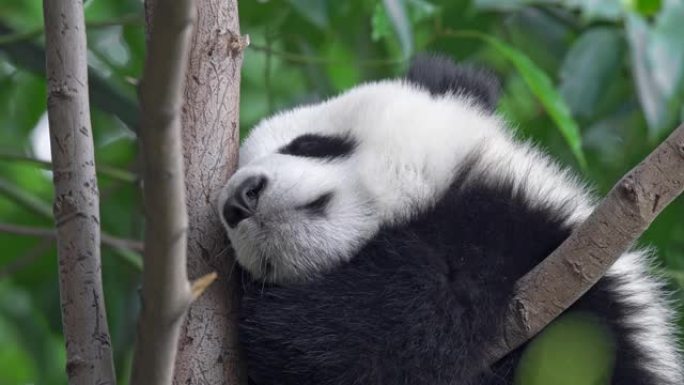 可爱的熊猫宝宝睡在中国成都绿色植物区系中的一棵树上。4K