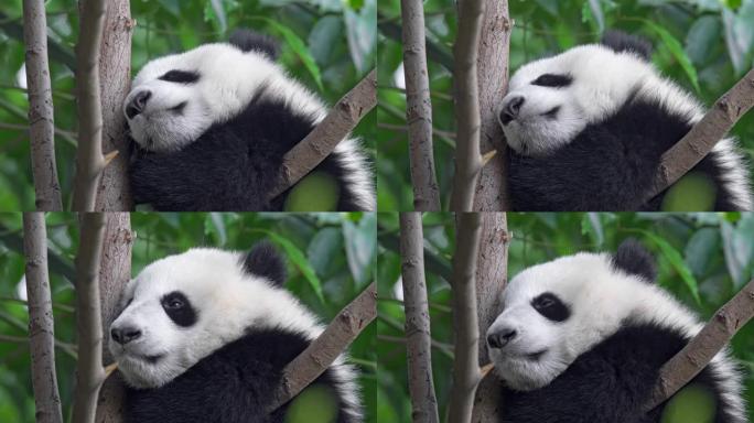 可爱的熊猫宝宝睡在中国成都绿色植物区系中的一棵树上。4K