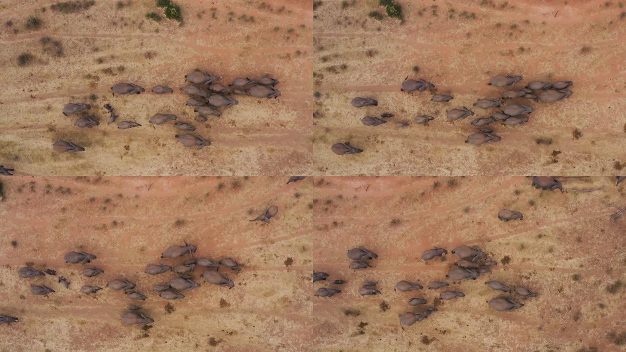 直下鸟瞰一大群繁殖的大象和幼小的小牛走进津巴布韦的萨凡纳草原