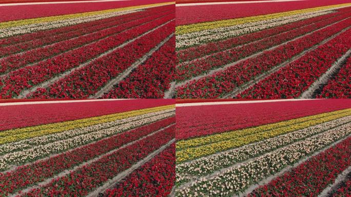 在晴朗的晴天，晴朗的蓝天下，空中电影无人机可以看到五颜六色的郁金香田野。盛开的红色、白色和黄色花朵。