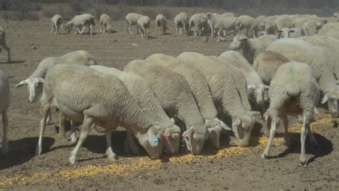 由于气候变化和全球变暖造成的干旱，饥饿的绵羊以补充食物为食