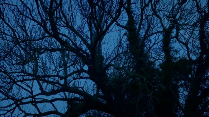黄昏时微风中可怕的扭曲老树
