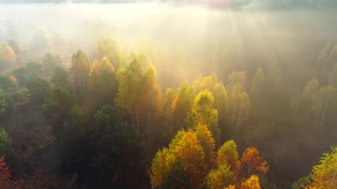 日出时的秋天树木。美丽的薄雾日出草地和森林的航拍。阳光照射的金树