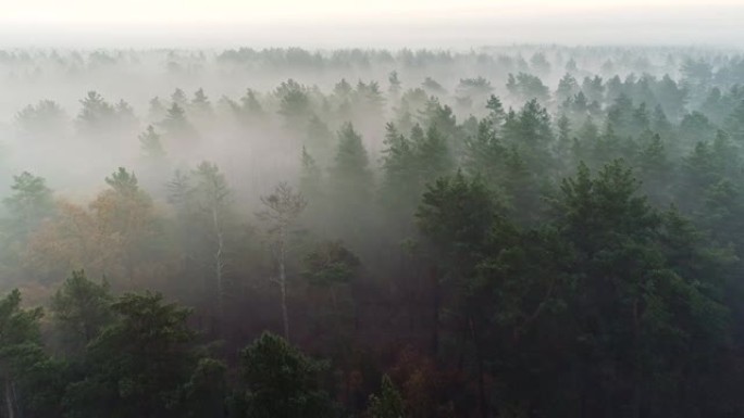 日出前飞越深雾森林。松树在雾中的空中射击。UHD, 4K