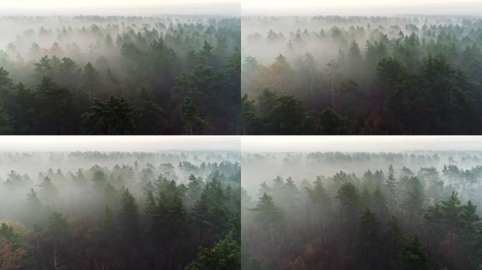 日出前飞越深雾森林。松树在雾中的空中射击。UHD, 4K