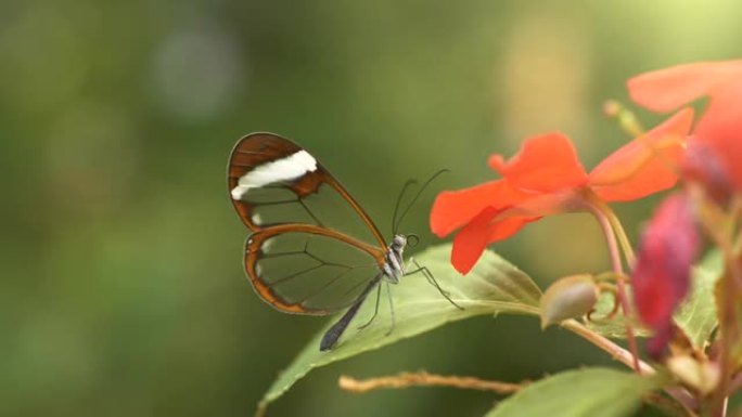 飞离红花的透明翅膀的细蝴蝶的慢动作镜头