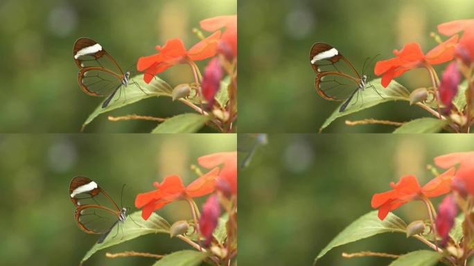 飞离红花的透明翅膀的细蝴蝶的慢动作镜头