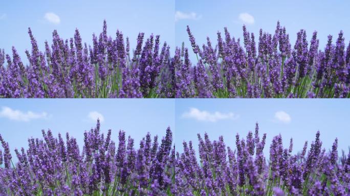 特写: 普罗旺斯的紫罗兰薰衣草灌木在温和的夏风中飘动