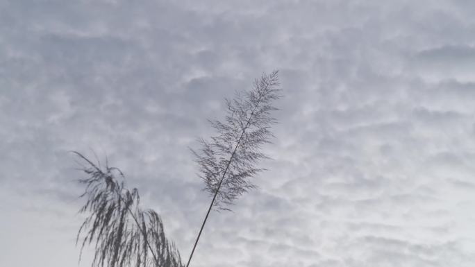 芦苇在晴朗的天空以及水中飘动