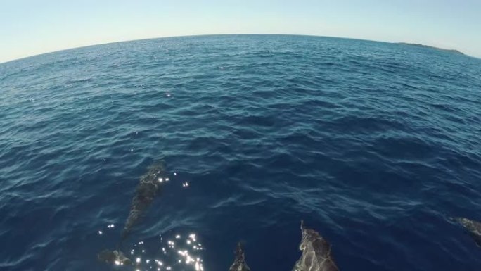 一群海豚在大洋中央一起游泳，互相嬉戏。