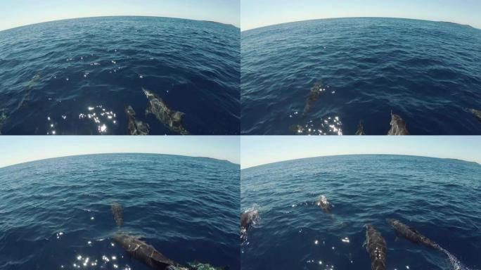 一群海豚在大洋中央一起游泳，互相嬉戏。