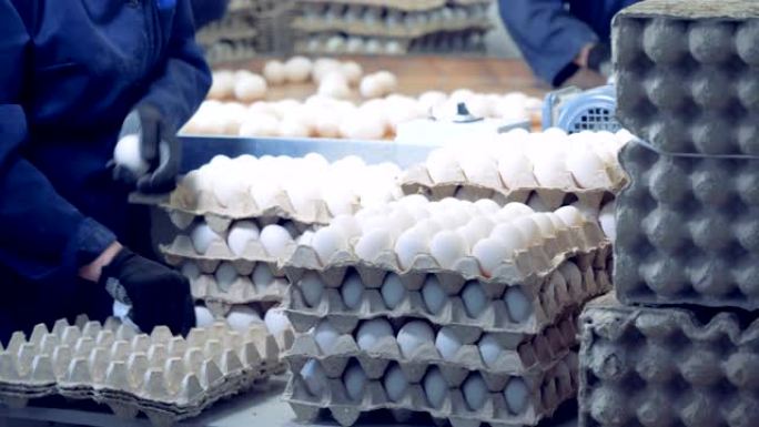 工厂工人将新鲜鸡蛋包装成纸箱容器