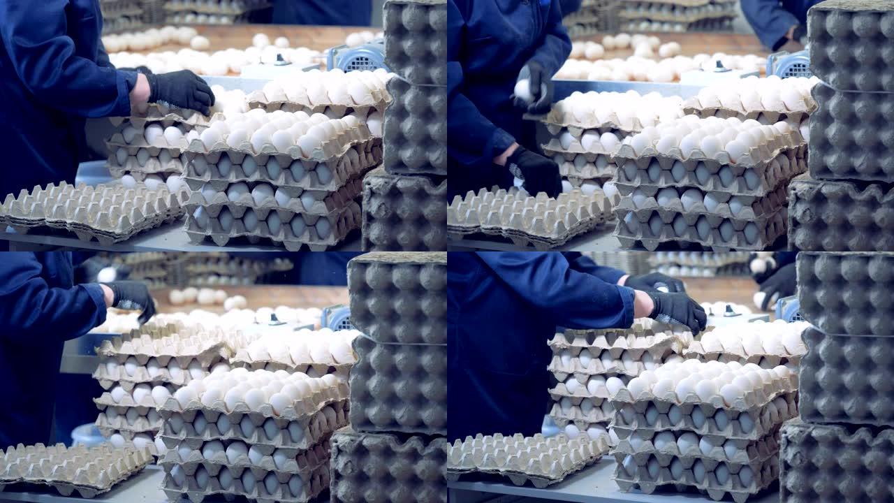 工厂工人将新鲜鸡蛋包装成纸箱容器