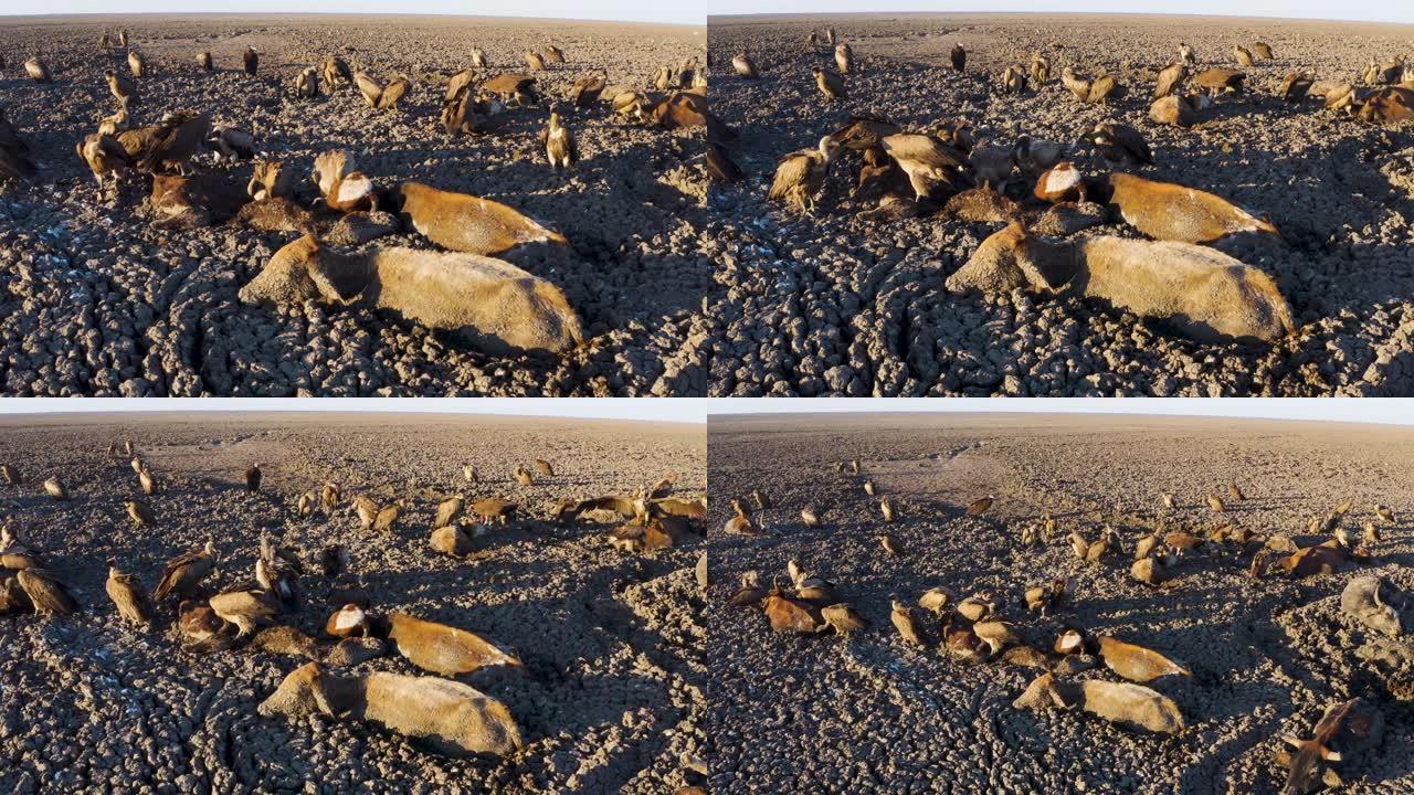 活着的被困奶牛的空中特写镜头。在他们身后，由于干旱和气候变化，博茨瓦纳奥卡万戈三角洲，清道夫鸟类以散